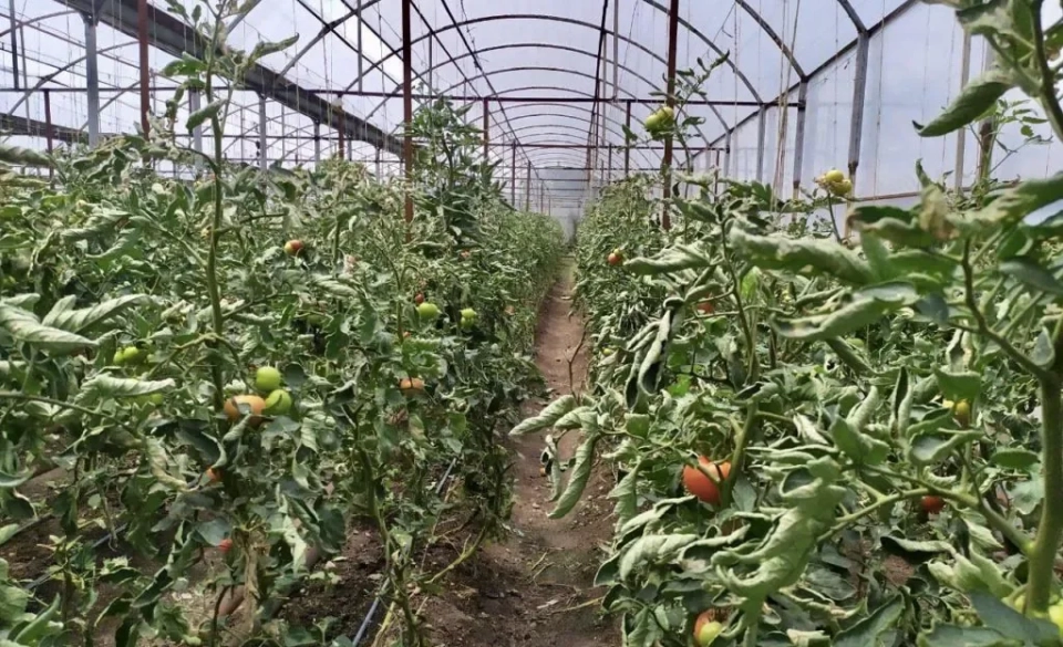 Торобаев ознакомился с деятельностью тепличного хозяйства в Узгенском районе