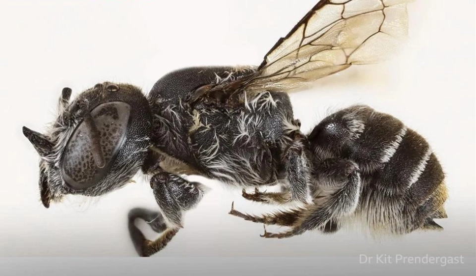 In Australia, a bee with horns was found and named Lucifer.