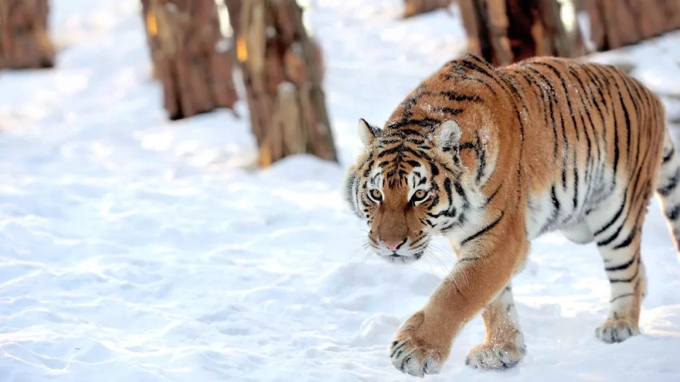 Казахстан получит четырёх амурских тигров из России