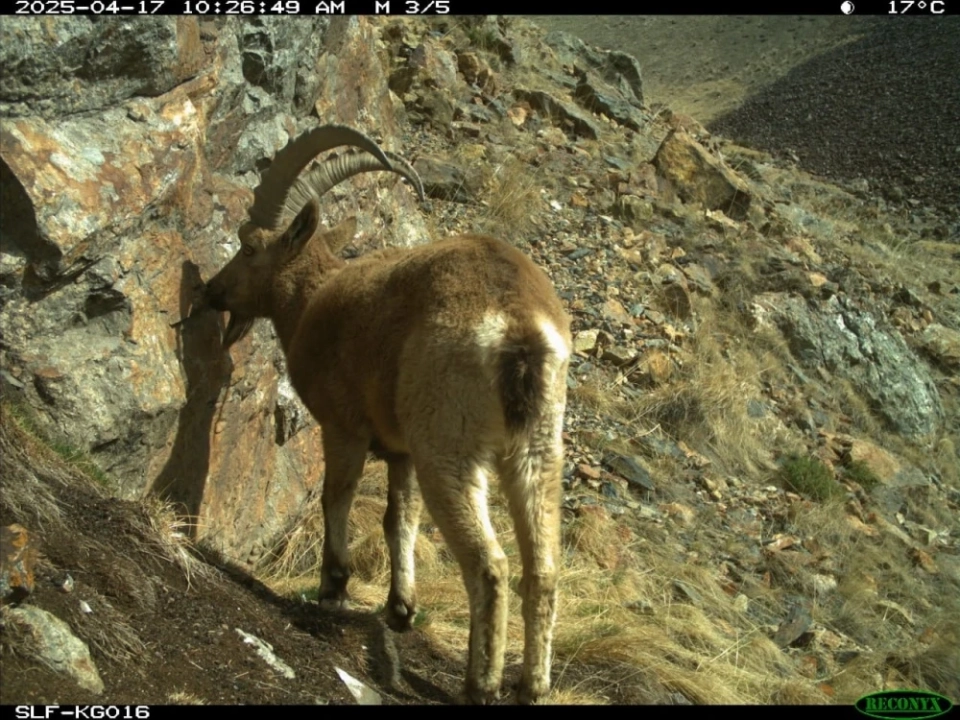 "Leopards, Marco Polo sheep, and porcupines captured on camera traps in the "Ak-Suu" Nature Reserve"