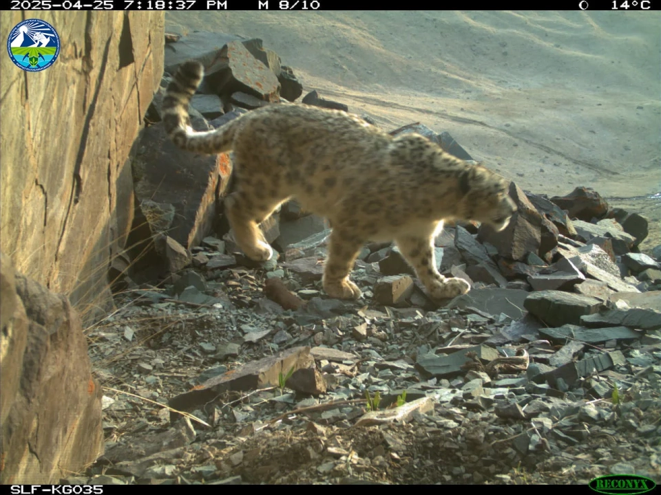 Снежный барс, горные козлы и архары попали в объектив фотоловушек в Чуйской области