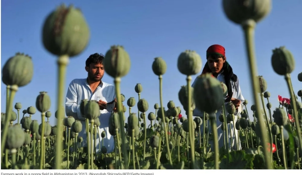 СМИ раскрыло секретную "опиумную" программу ЦРУ в Афганистане