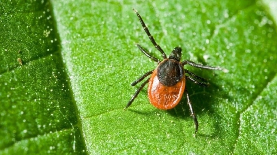 In the USA, the first death from a meat allergy caused by a tick bite has been registered
