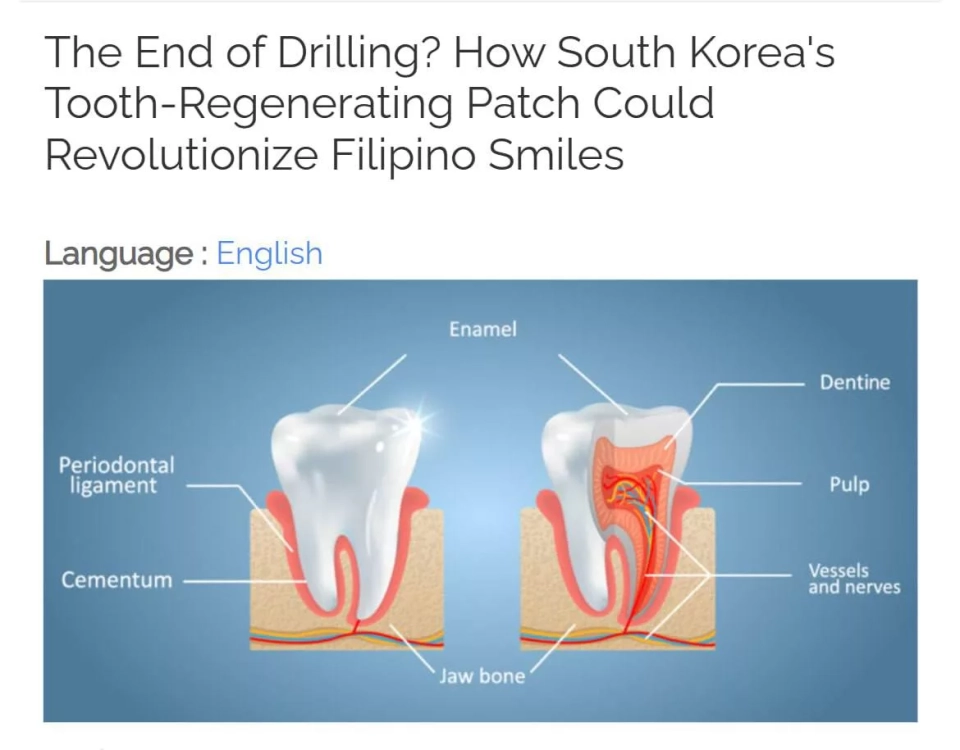 Тиштин регенерациясы үчүн пластырь Кореяда ойлоп табылды