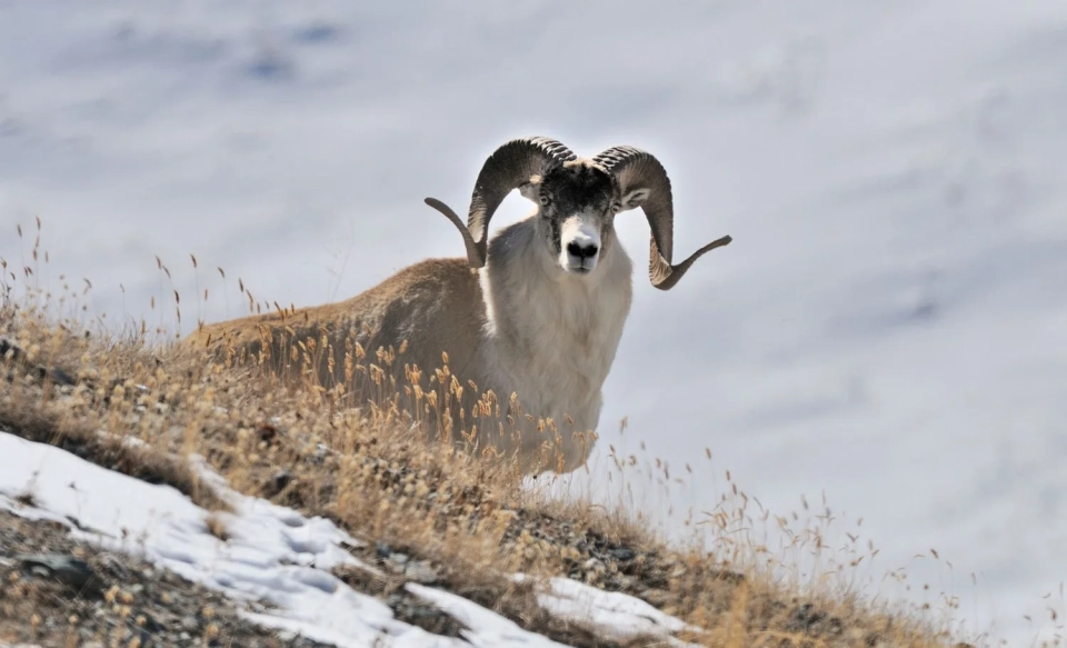 The Ministry of Natural Resources stated the need to update the Red Book of Kyrgyzstan