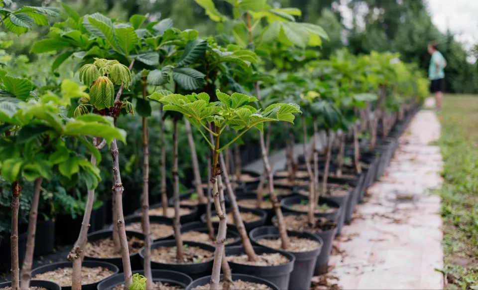 Kyrgyzstan Introduces Temporary Restrictions on Seedling Imports Starting from 2026