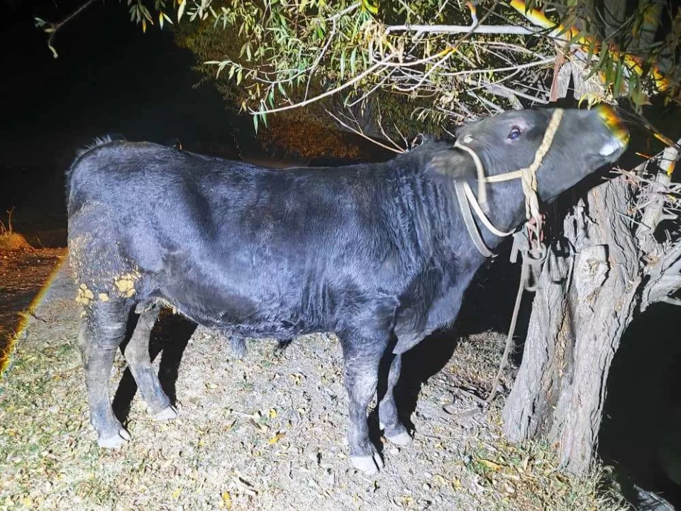 Border Guards of Kyrgyzstan Intercepted Smuggling of Bulls into Tajikistan