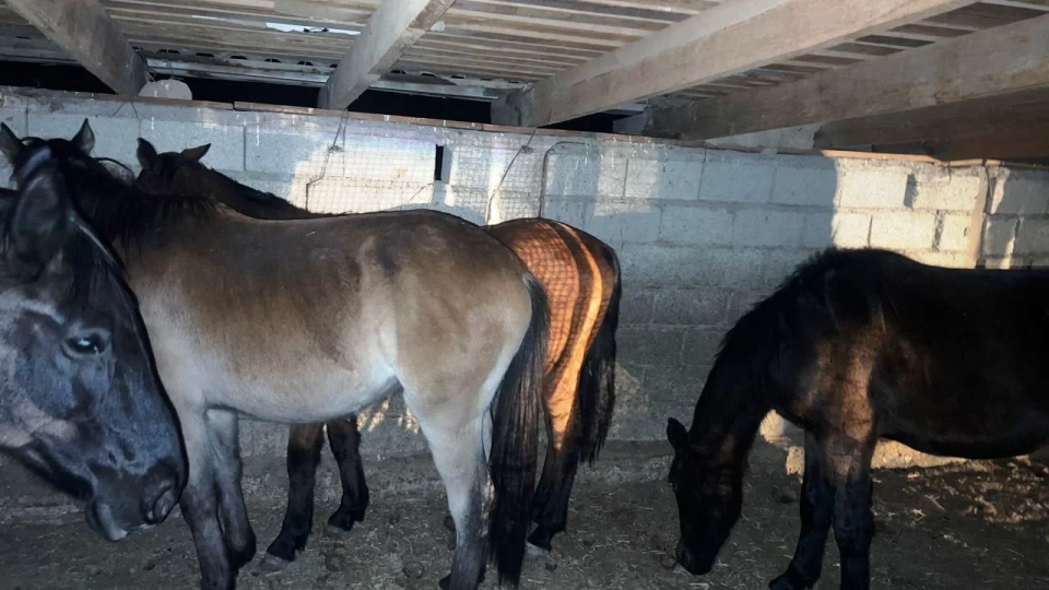 In Batken, a citizen was detained for attempting to smuggle cattle into Tajikistan