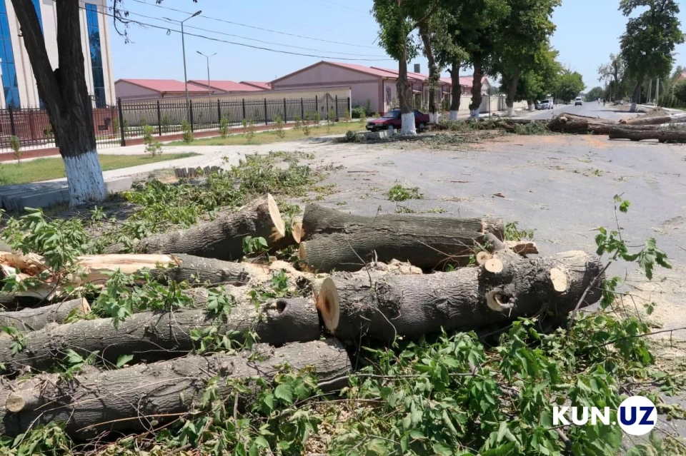 Эми Узбекистан өкмөтү да дарактарды кесүүгө уруксат бере албайт