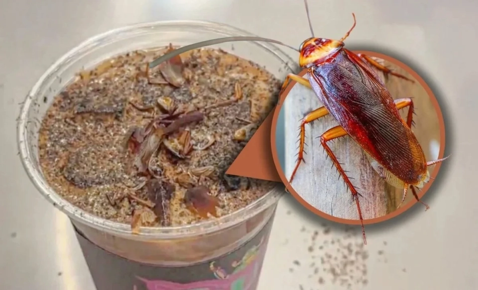 Кытайда кумшек жана курттар менен кофе трендге айланды