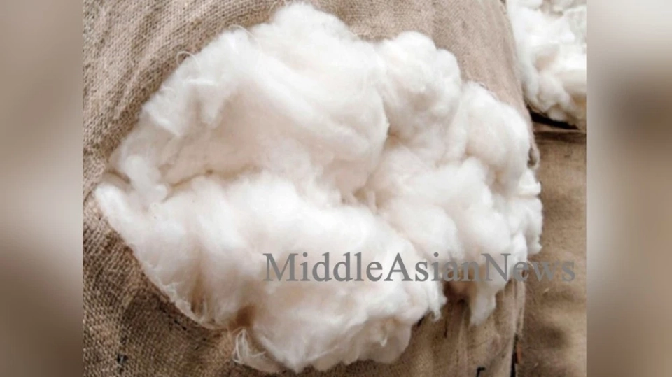 Export of combed cashmere from Mongolia increased by 4.6 times in 10 months