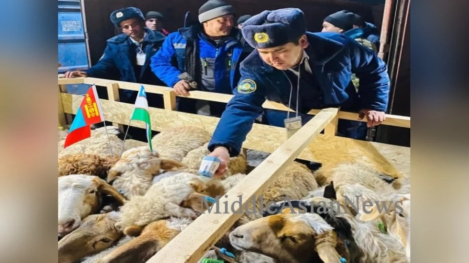 As of today, Mongolia has exported over 57.9 thousand sheep to Uzbekistan.