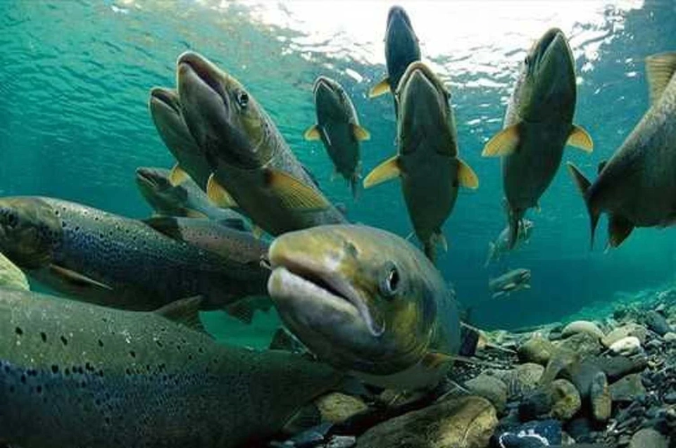 Kyrgyzstani trout producers complain about the actions of the Rosselkhoznadzor