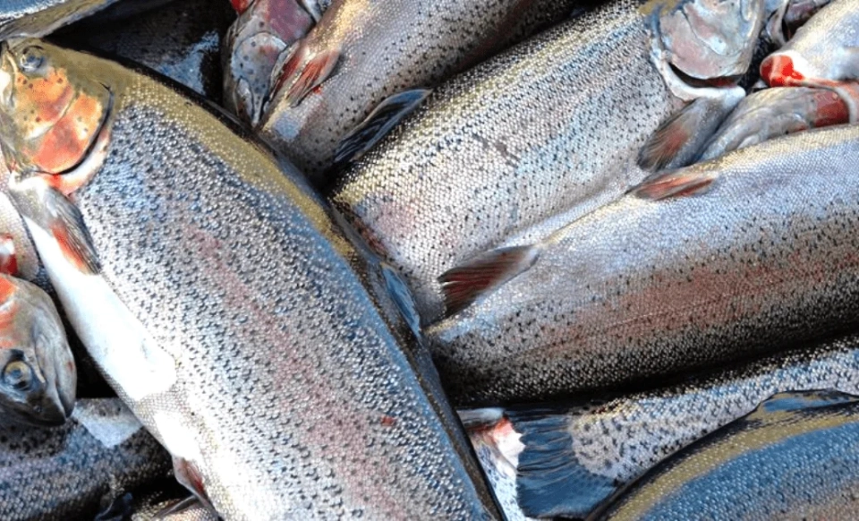 The Ministry of Agriculture urges trout exporters to undergo the necessary procedures