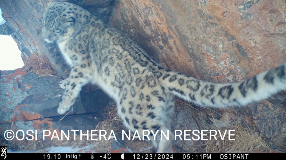 Экологи показали животных, которые попали в фотоловушки в Нарынском заповеднике
