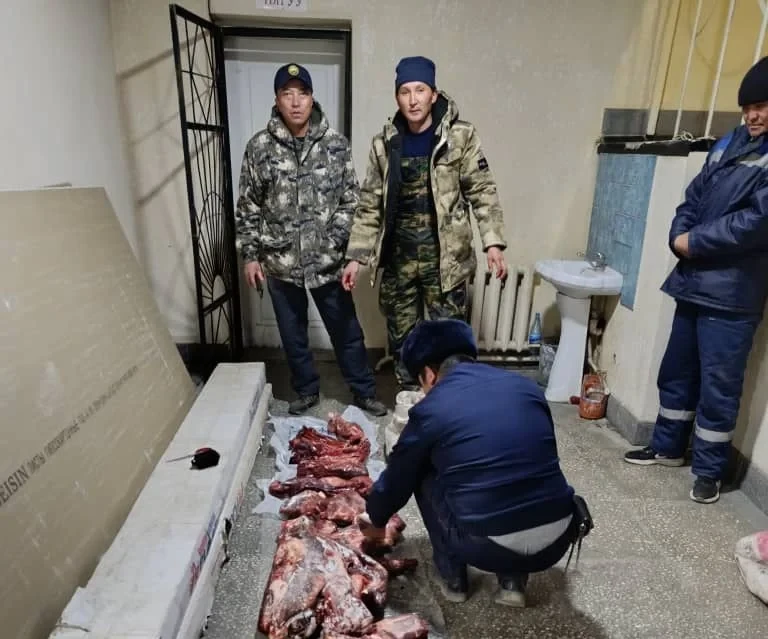 In the At-Bashy District, a poacher has been detained for shooting two mountain goats.