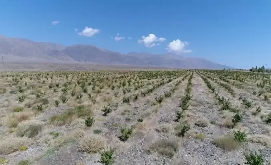 The Ministry of Agriculture suggests that citizens cultivate low-fertility lands.