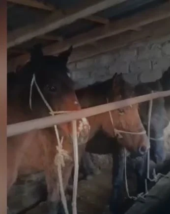 In Talas, a suspect in a series of livestock thefts worth 800,000 soms was detained