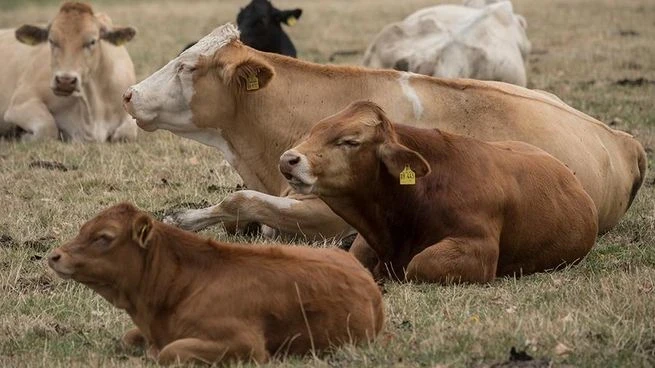"Kyrgyz Agroholding" is implementing a project to create a fattening center for 10,000 head of cattle.