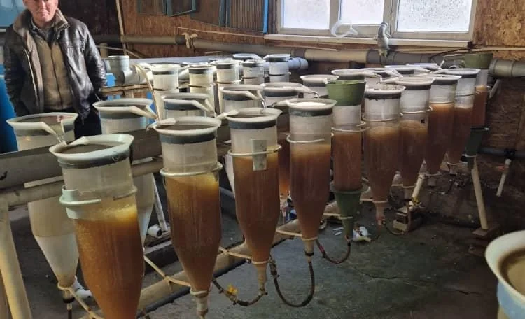 Son-Kul Fish Farm has completed the incubation of millions of grayling eggs.