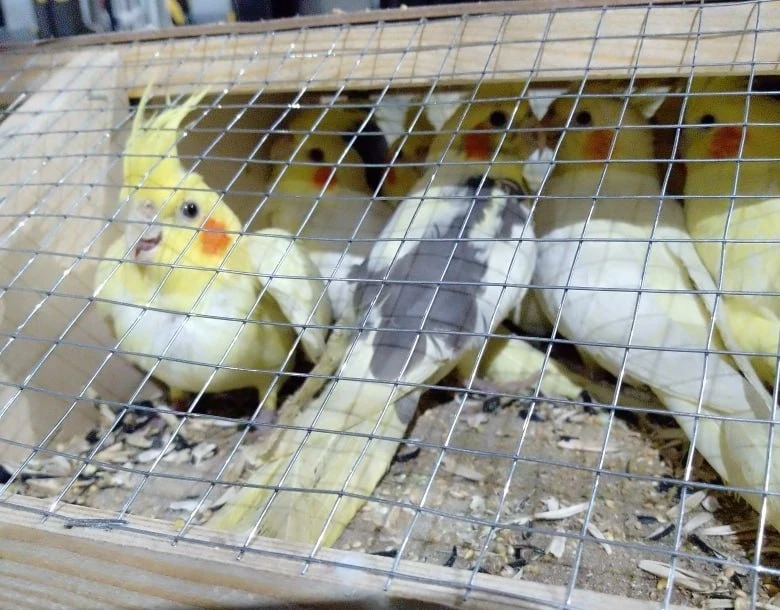 In 2025, 12,600 parrots were imported from Kyrgyzstan to Krasnoyarsk