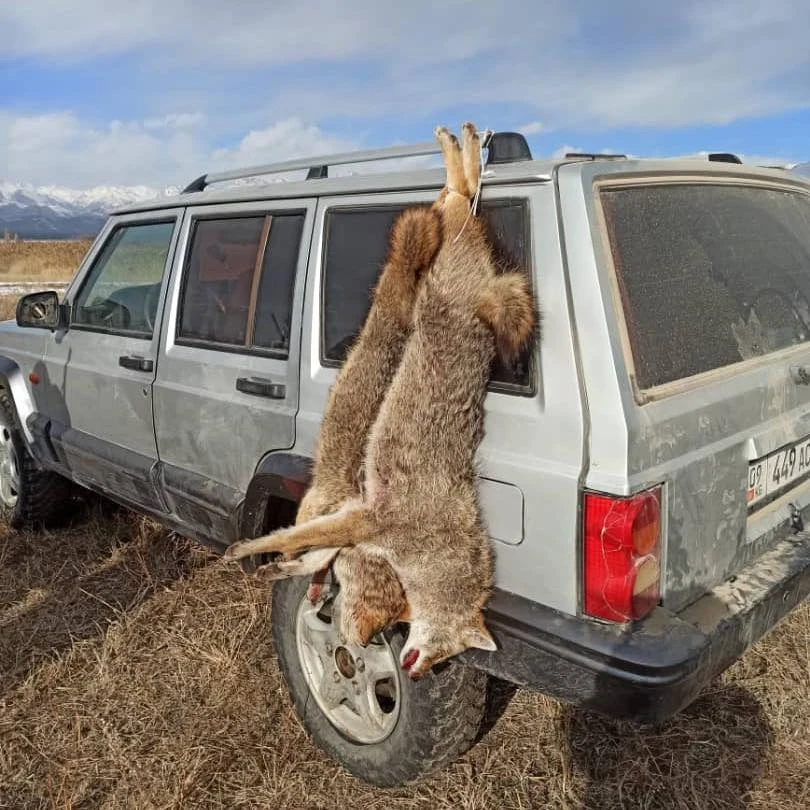 In the Issyk-Kul region, residents complain about the sharp increase in the number of jackals