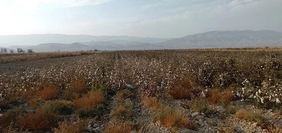 In Turkmenistan, cotton crops are dying on hundreds of hectares
