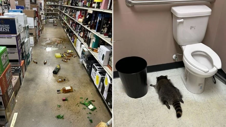 In Virginia, a raccoon broke wine bottles in a store and fell asleep drunk in the bathroom