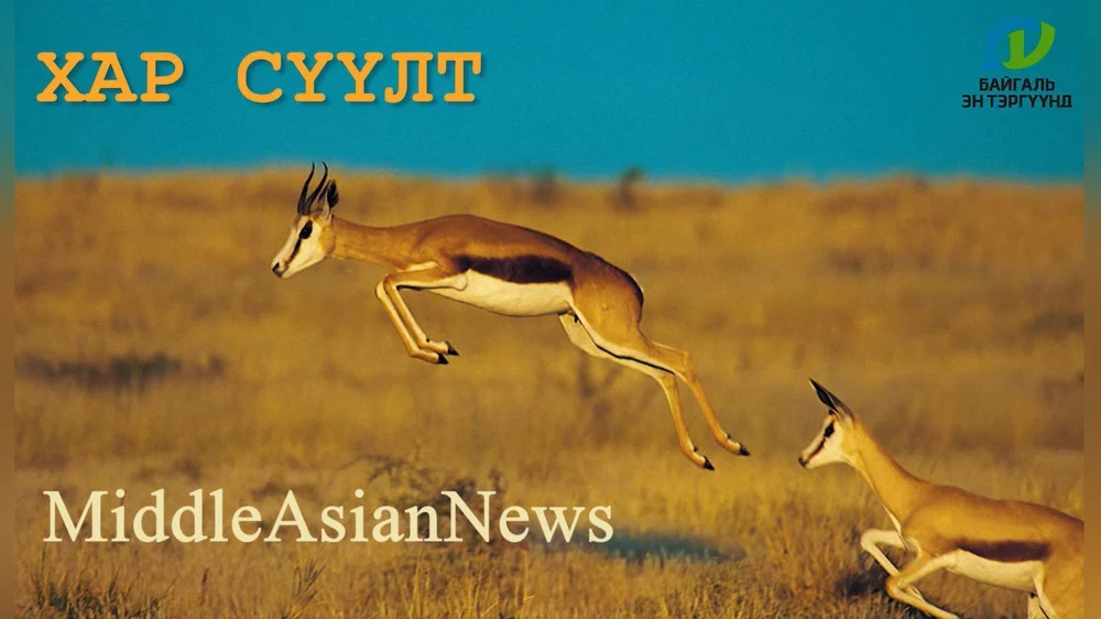 A Man Arrested in Mongolia for Poaching Gazelles