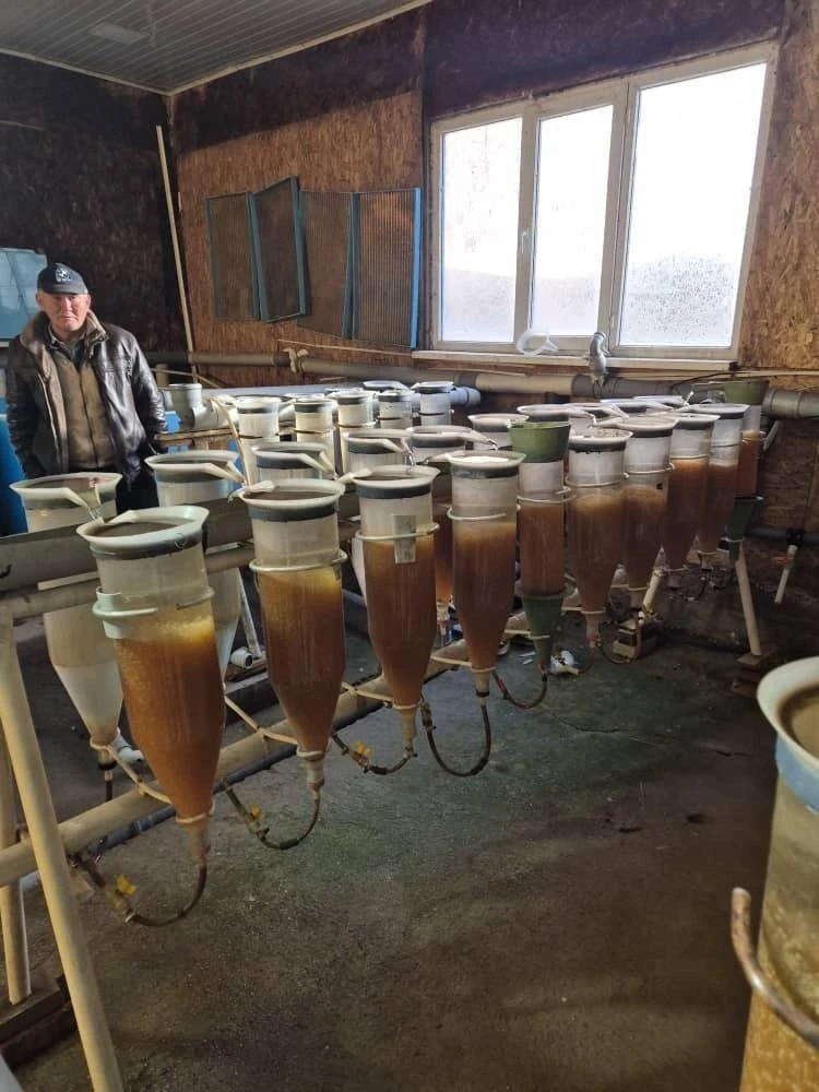 Son-Kul Fish Farm has planted 6.5 million sturgeon eggs.