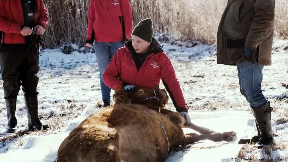 In southern Germany, a runaway cow was chased for six months