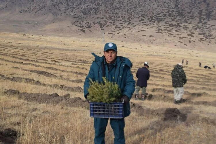 In the Tonsky District, forests are being restored. Seedlings have been planted on 30 hectares.