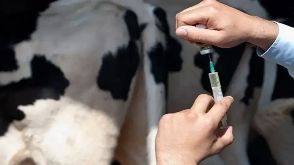 In Kyrgyzstan, they want to launch a pilot program "Young Veterinarian: Housing and Career"