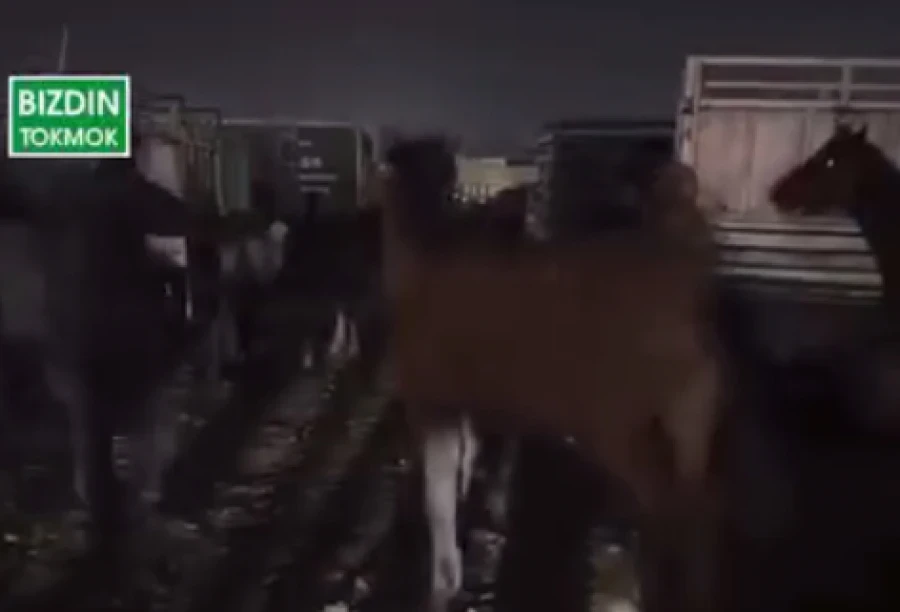 Presidential Envoy on the Cattle Market in Tokmak: "A Shame for the Region"