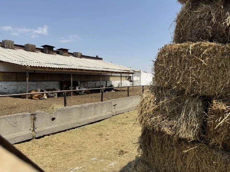 The Ministry of Agriculture of the Kyrgyz Republic is preparing a program project "Young Veterinarian: Housing and Career"