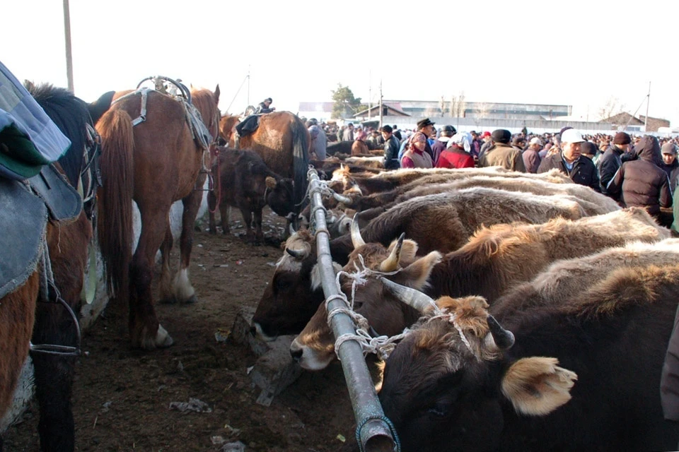 Without a veterinary certificate, entry to the livestock market will be denied - State Veterinary Inspection