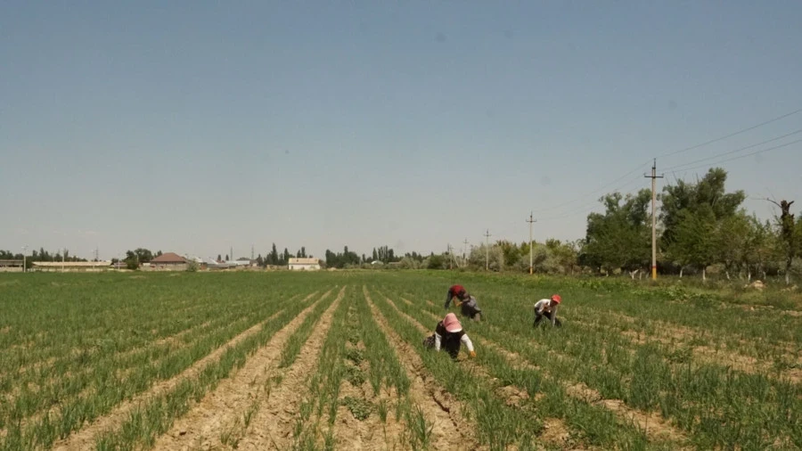 Казакстандын түштүгүндө 2026-жылы сугат суусунун жетишсиздиги күтүлүүдө