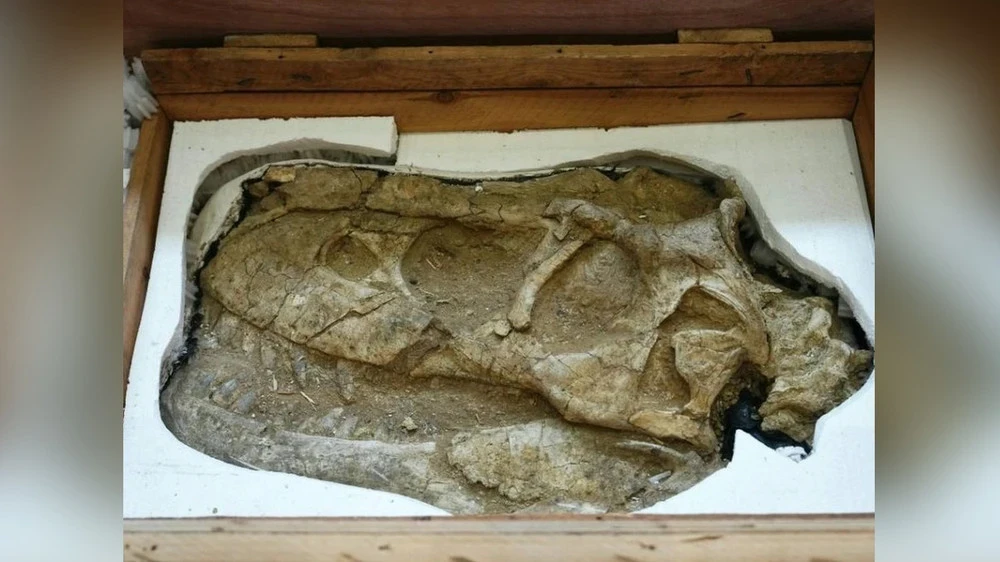 France Returned a Smuggled Dinosaur Skeleton to Mongolia