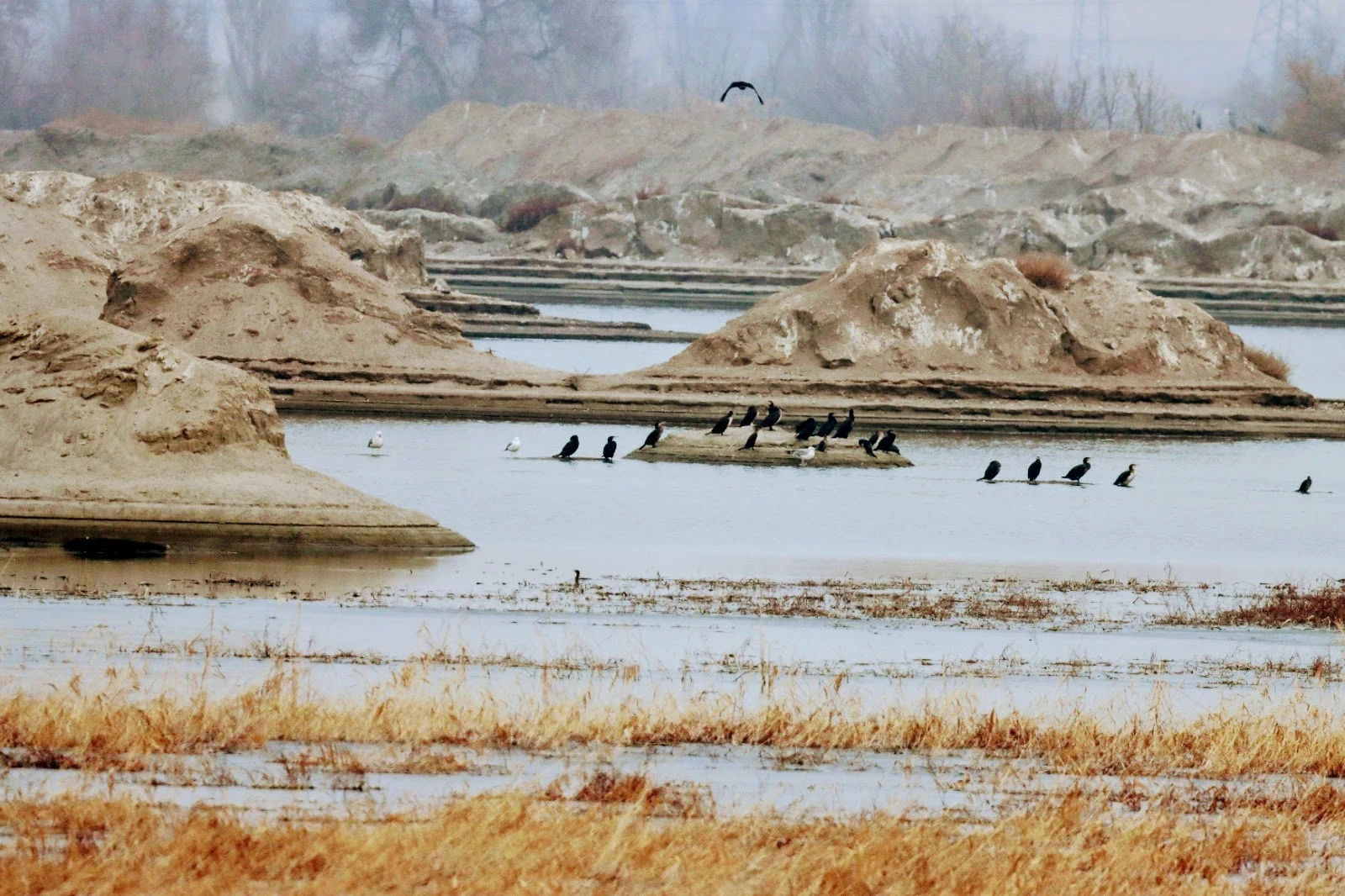 "Dozens of Rare Bird Species Discovered 15 Kilometers from Bishkek"