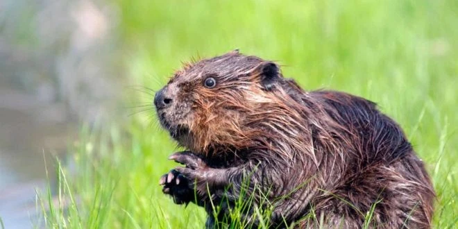 Адамдар моногамдык жаныбарлар рейтингинде 7-орунду ээлеп, бобоорлорго жана тамариндерге жол берди