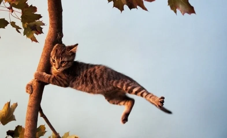 В Бишкеке и Чуйской долине ожидается сильный ветер