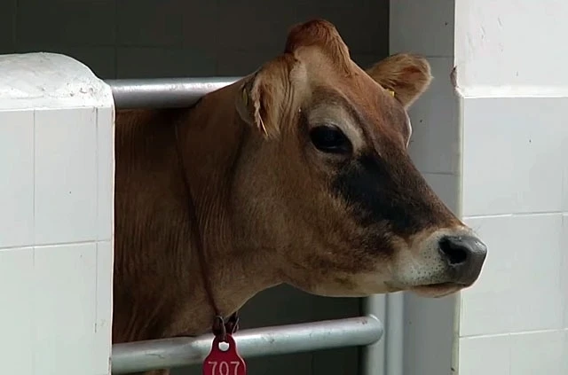 Министрлер кабинетинин "30+20+10" долбоору ийгиликтүү мисалдарды көрсөтүүнү улантууда