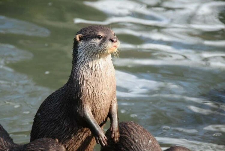 For the first time in 10 years, a Central Asian river otter has been found in Kyrgyzstan