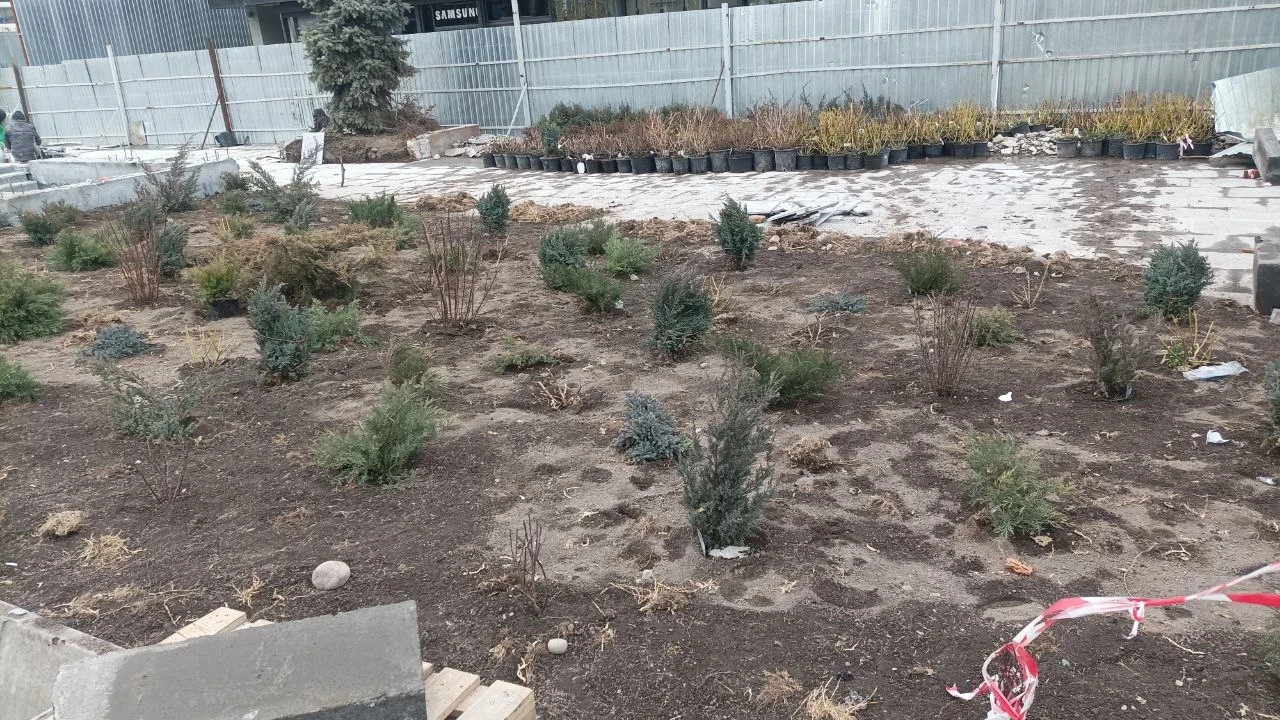 Old Bishkek: instead of shade and pines - bushes. Residents criticize the landscaping.