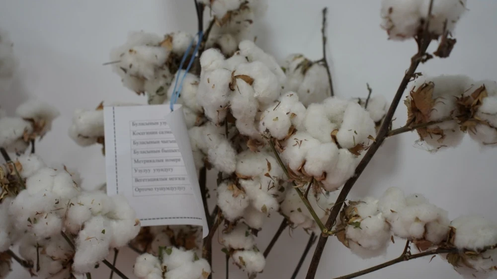 The updated cotton research station building opened in Kara-Suu