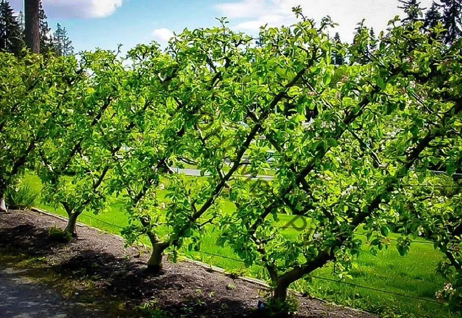 Плод дарактарынын көчөттөрүн тандоонун өзгөчөлүктөрү