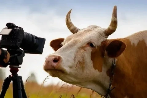 In Kyrgyzstan, a phased implementation of a video surveillance system at slaughterhouses is underway