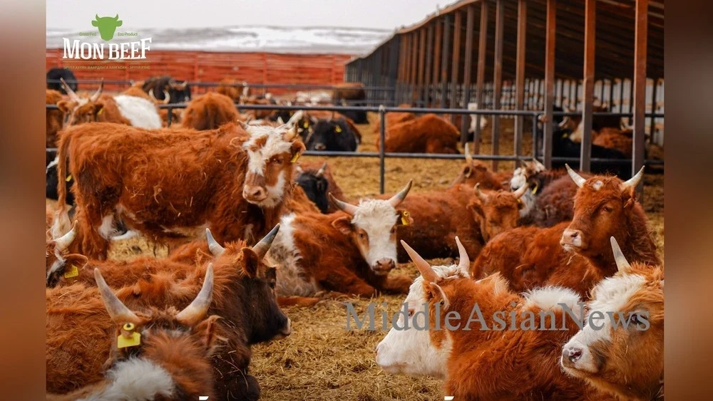 The MonBeef brand is starting to revolutionize Mongolian meat production