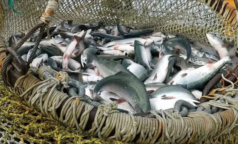 In Kyrgyzstan, an Intelligent Fish Traceability System is Being Implemented