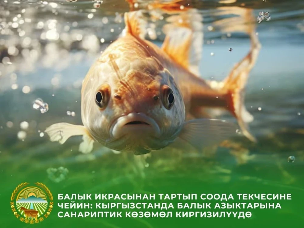 Kyrgyzstan Implements Digital Control Over Fish Products